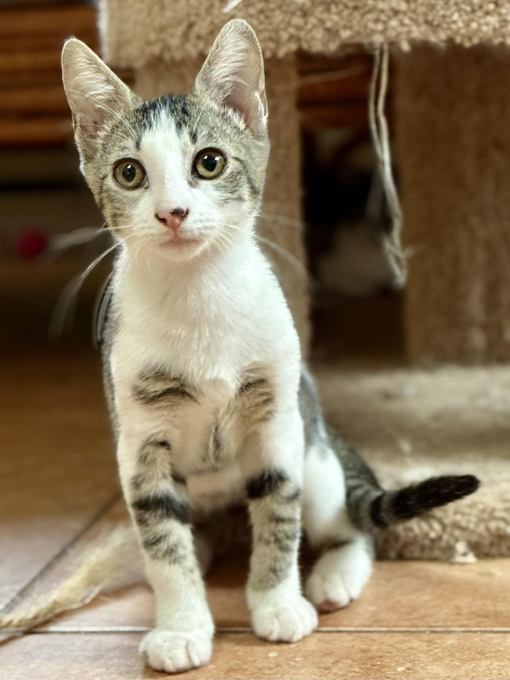 Sparkle, a Adoptable Domestic Short Hair in Coatesville, PA image 3/3