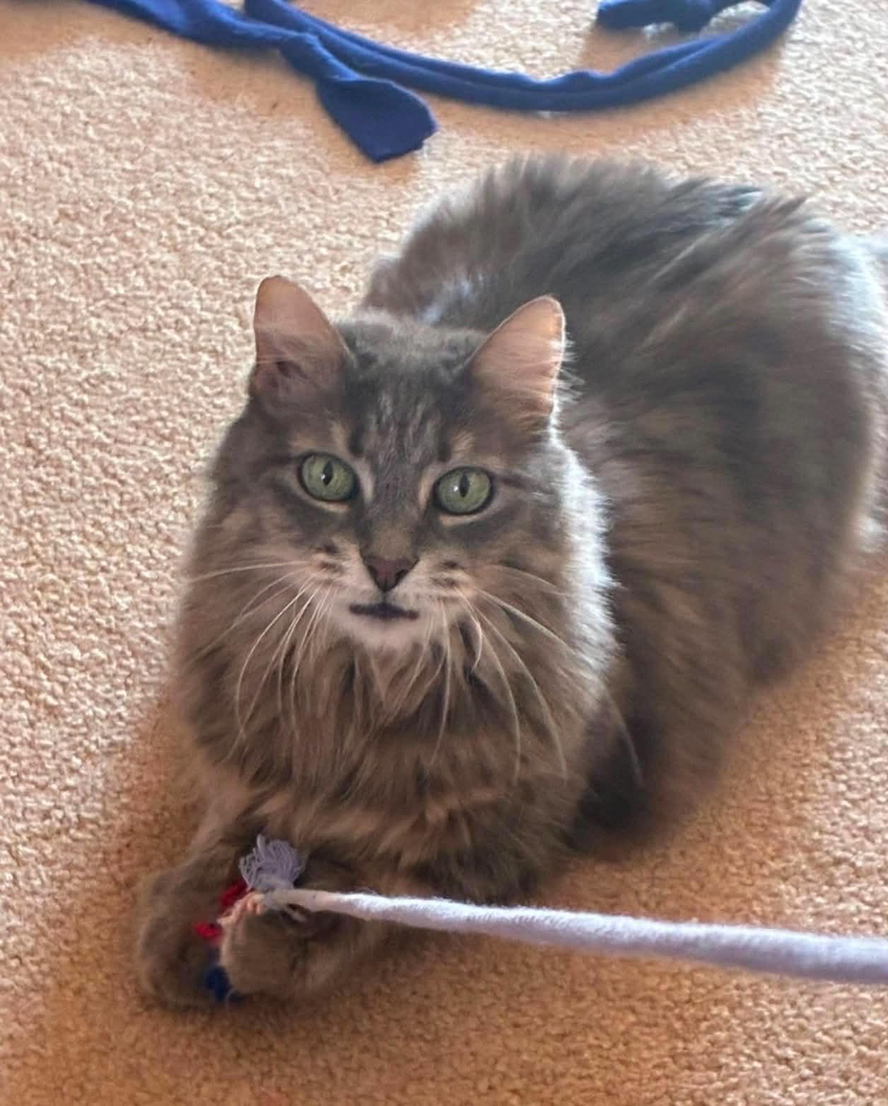 Enlarge Patty Cake C Norris, a Adoptable Domestic Long Hair in Saunderstown, RI image 1/1