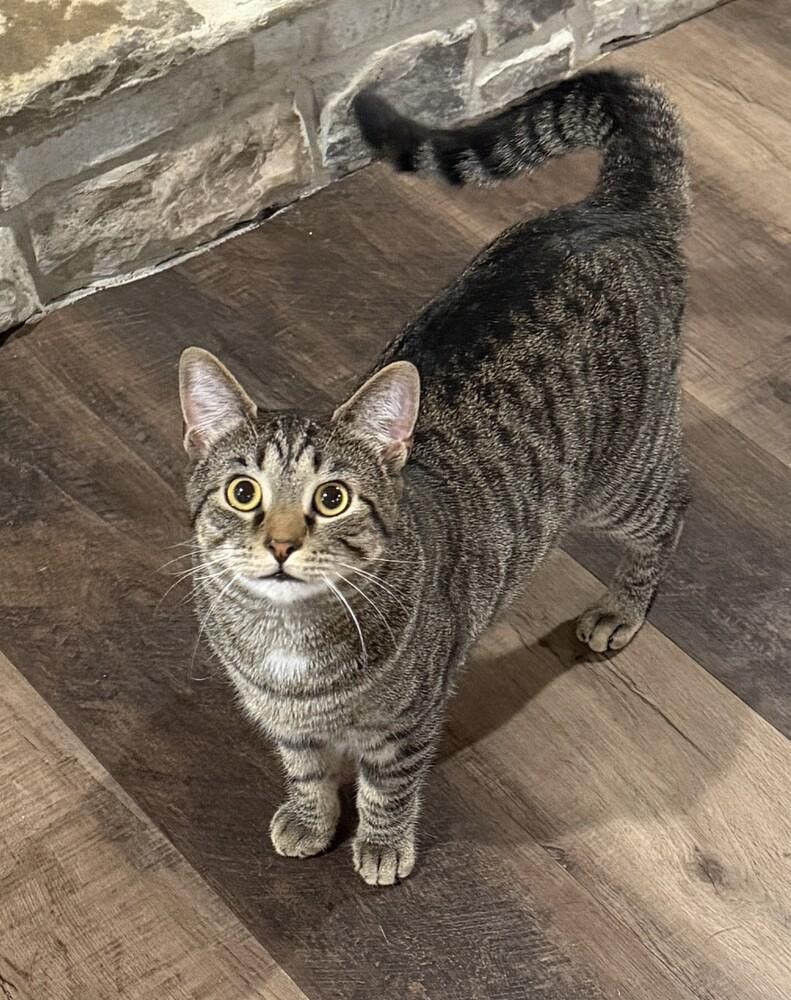 Dusty, Adoptable, Kitten Male Domestic Short Hair.