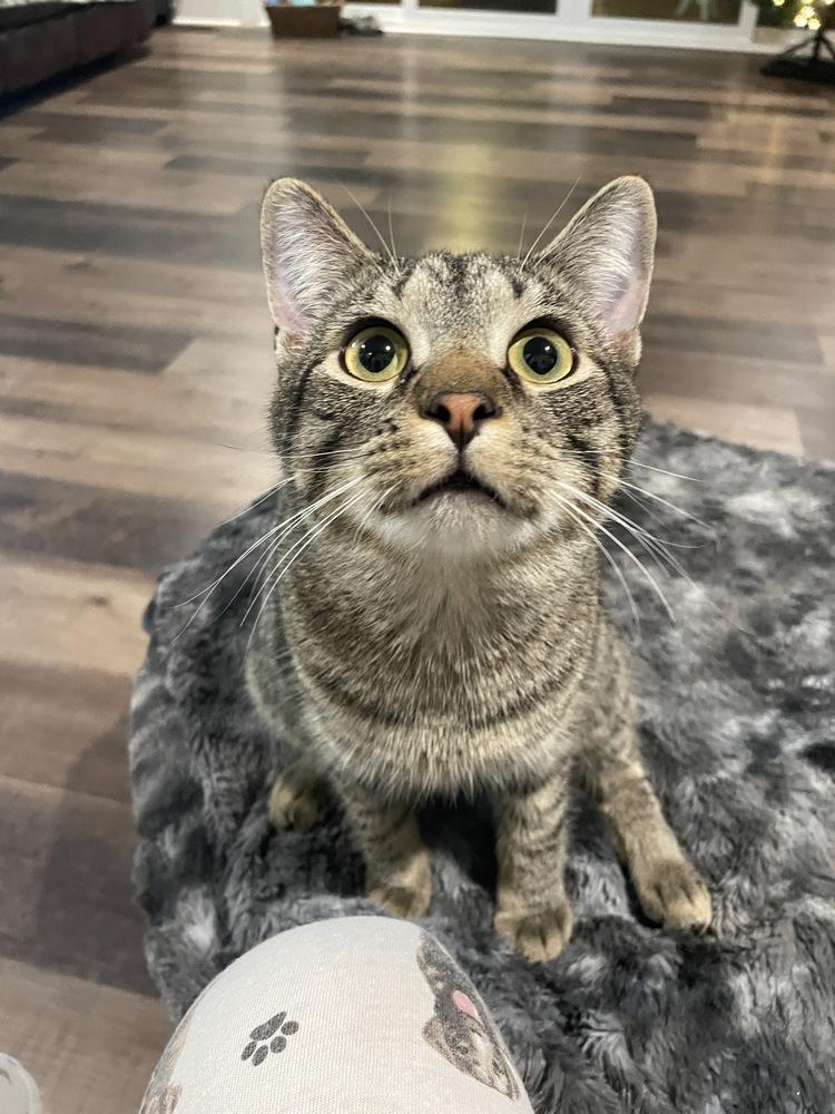 Enlarge Dusty, a Adoptable mixed breed in Youngsville, NC image 1/6