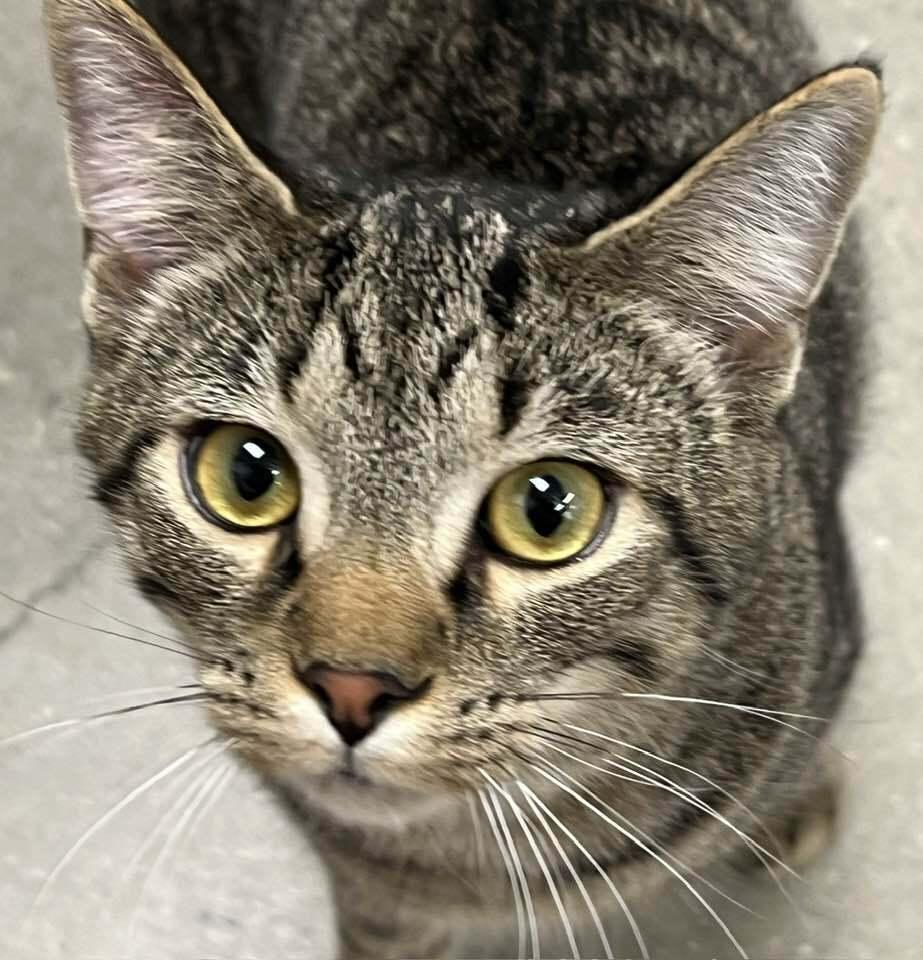 Enlarge Dusty, a Adoptable mixed breed in Youngsville, NC image 2/6