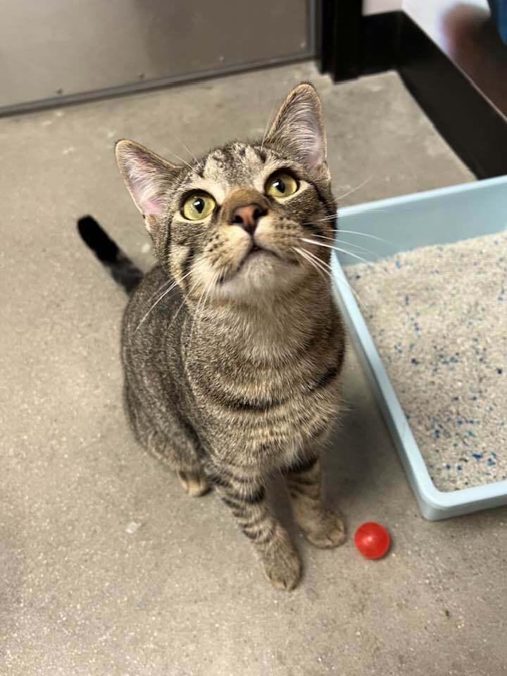 Enlarge Dusty, a Adoptable mixed breed in Youngsville, NC image 3/6