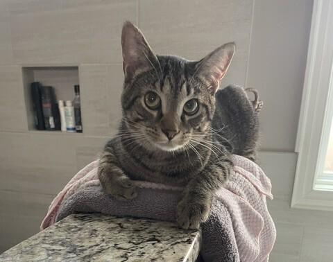 Enlarge Dusty, a Adoptable mixed breed in Youngsville, NC image 6/6