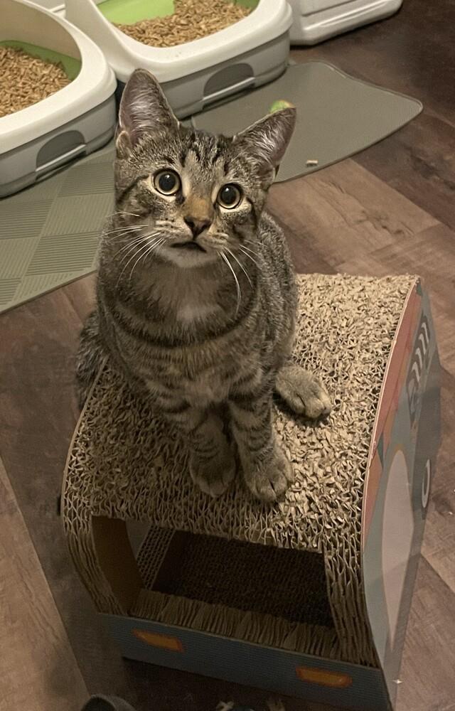 Enlarge Dusty, a Adoptable mixed breed in Youngsville, NC image 5/6