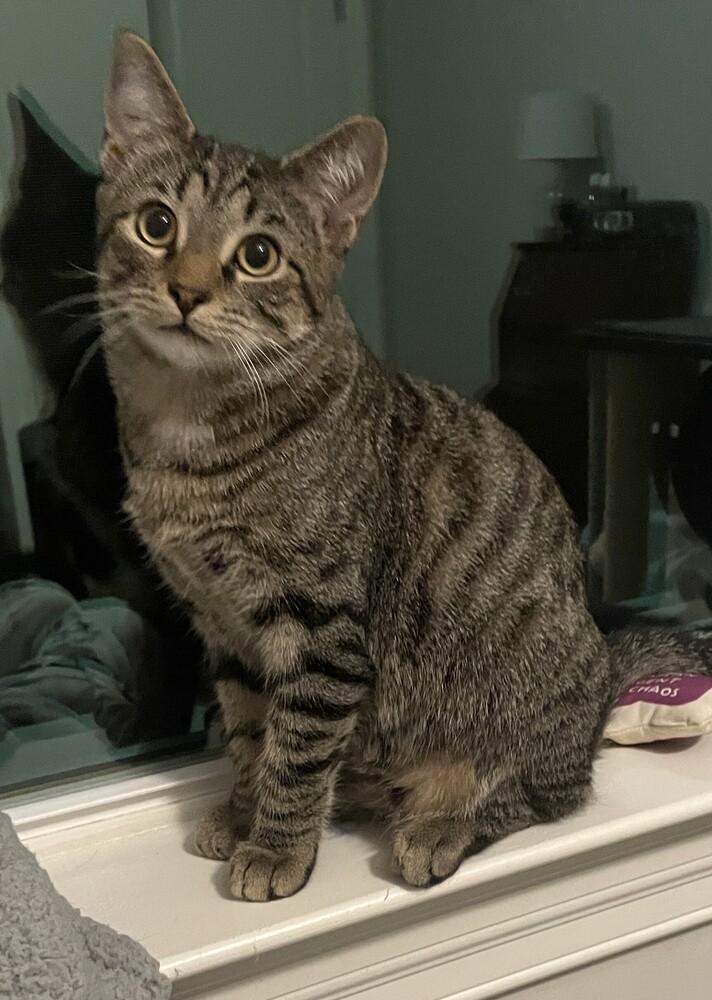 Enlarge Dusty, a Adoptable mixed breed in Youngsville, NC image 6/6