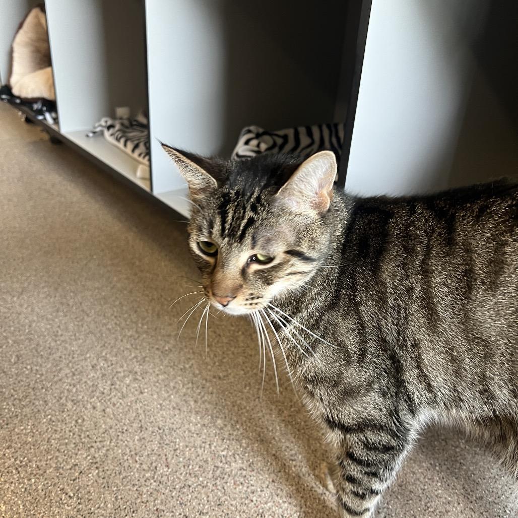 Enlarge Chris (Colton), a Adoptable Domestic Short Hair in Sarasota, FL image 1/6