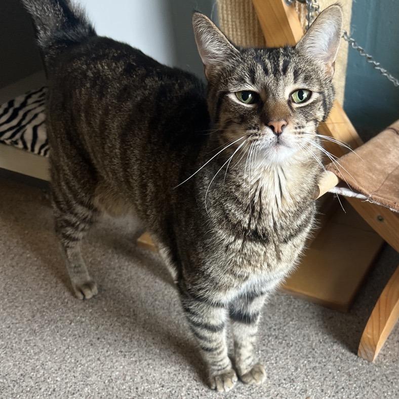 Enlarge Chris (Colton), a Adoptable Domestic Short Hair in Sarasota, FL image 2/6