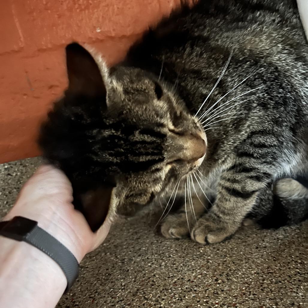 Enlarge Chris (Colton), a Adoptable Domestic Short Hair in Sarasota, FL image 3/6
