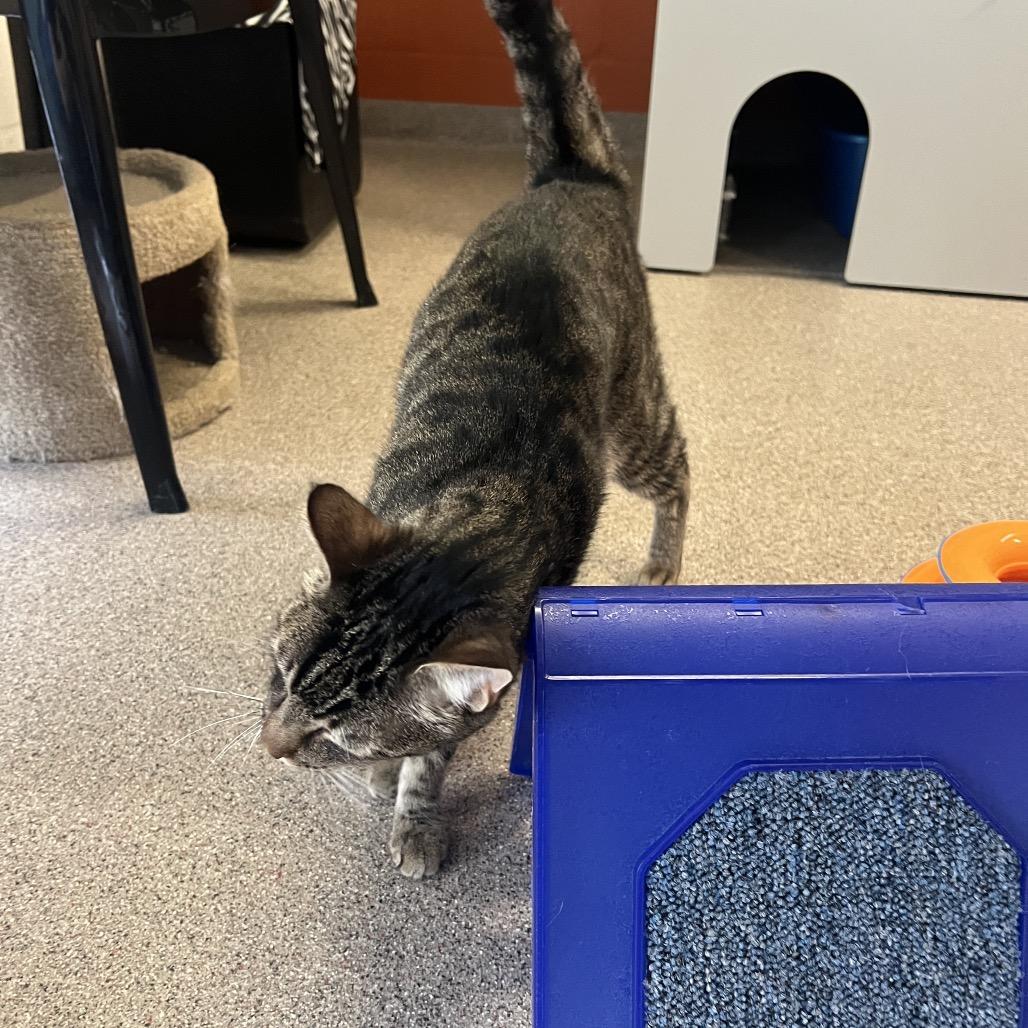 Enlarge Chris (Colton), a Adoptable Domestic Short Hair in Sarasota, FL image 4/6