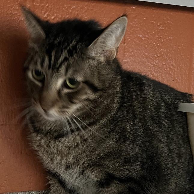 Enlarge Chris (Colton), a Adoptable Domestic Short Hair in Sarasota, FL image 5/6