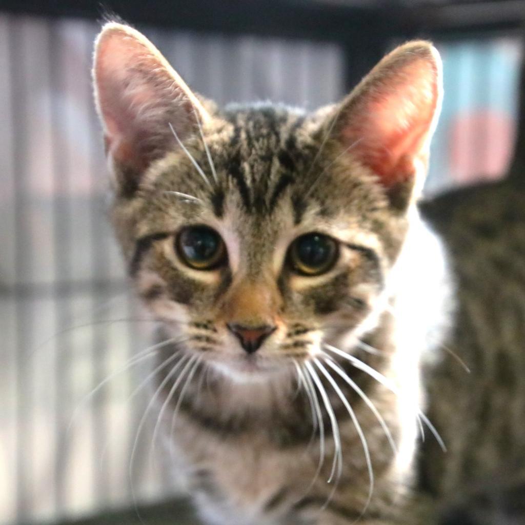Enlarge Chris (Colton), a Adoptable Domestic Short Hair in Sarasota, FL image 6/6
