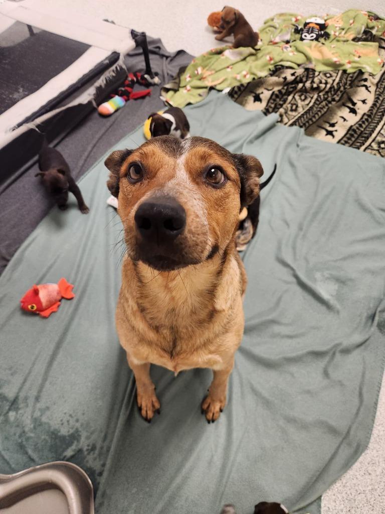 Rumble, Adoptable, Adult Female Australian Cattle Dog / Blue Heeler & Cattle Dog.