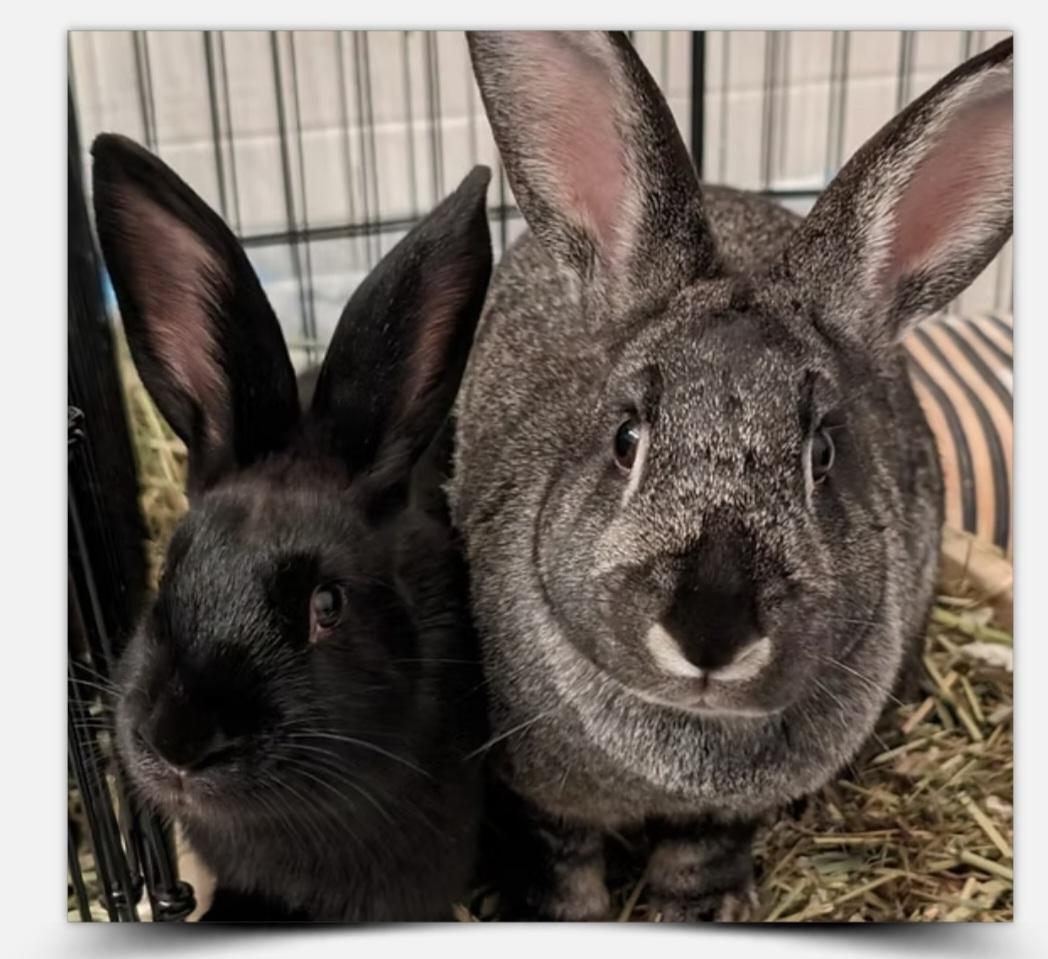 Patty with Marcie, Adoptable, Adult Female Chinchilla.
