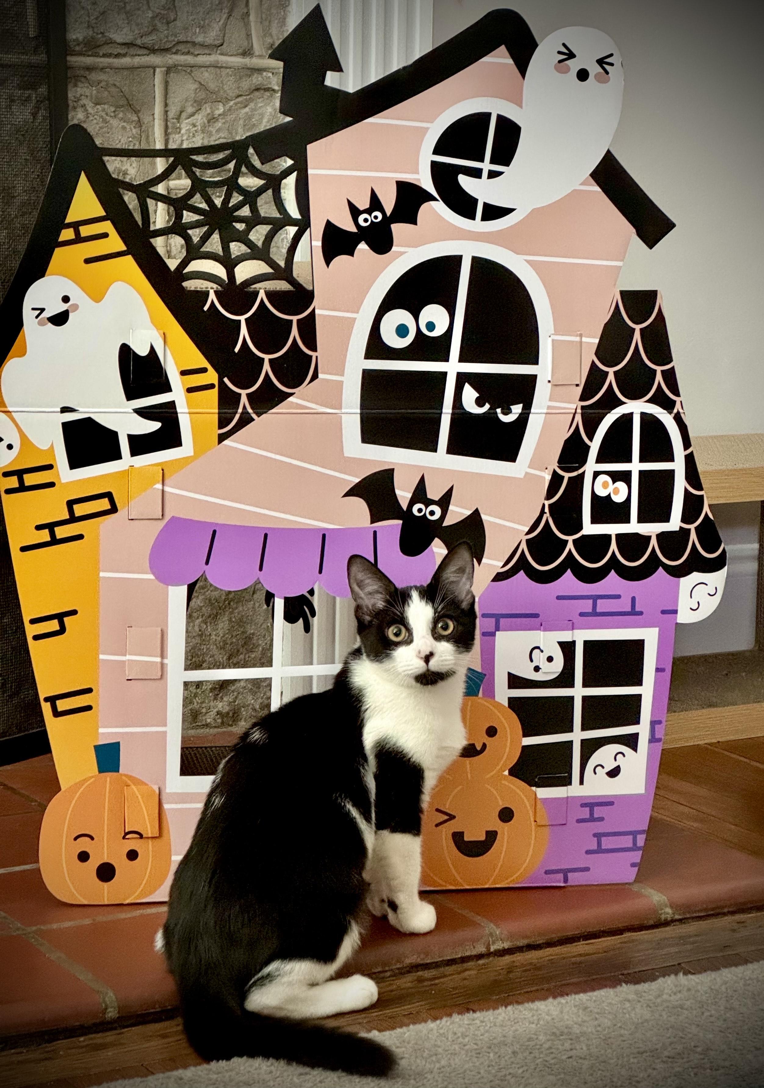 Dottie