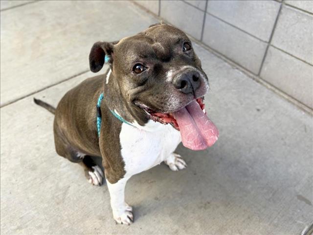 Enlarge ROMPER, a Adoptable Pit Bull Terrier in Mesa, AZ image 1/1
