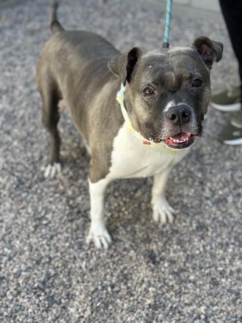 Enlarge ROMPER, a Adoptable Pit Bull Terrier in Mesa, AZ image 1/1