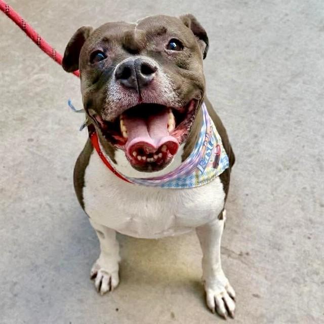 ROMPER, Adoptable, Adult Male Pit Bull Terrier.