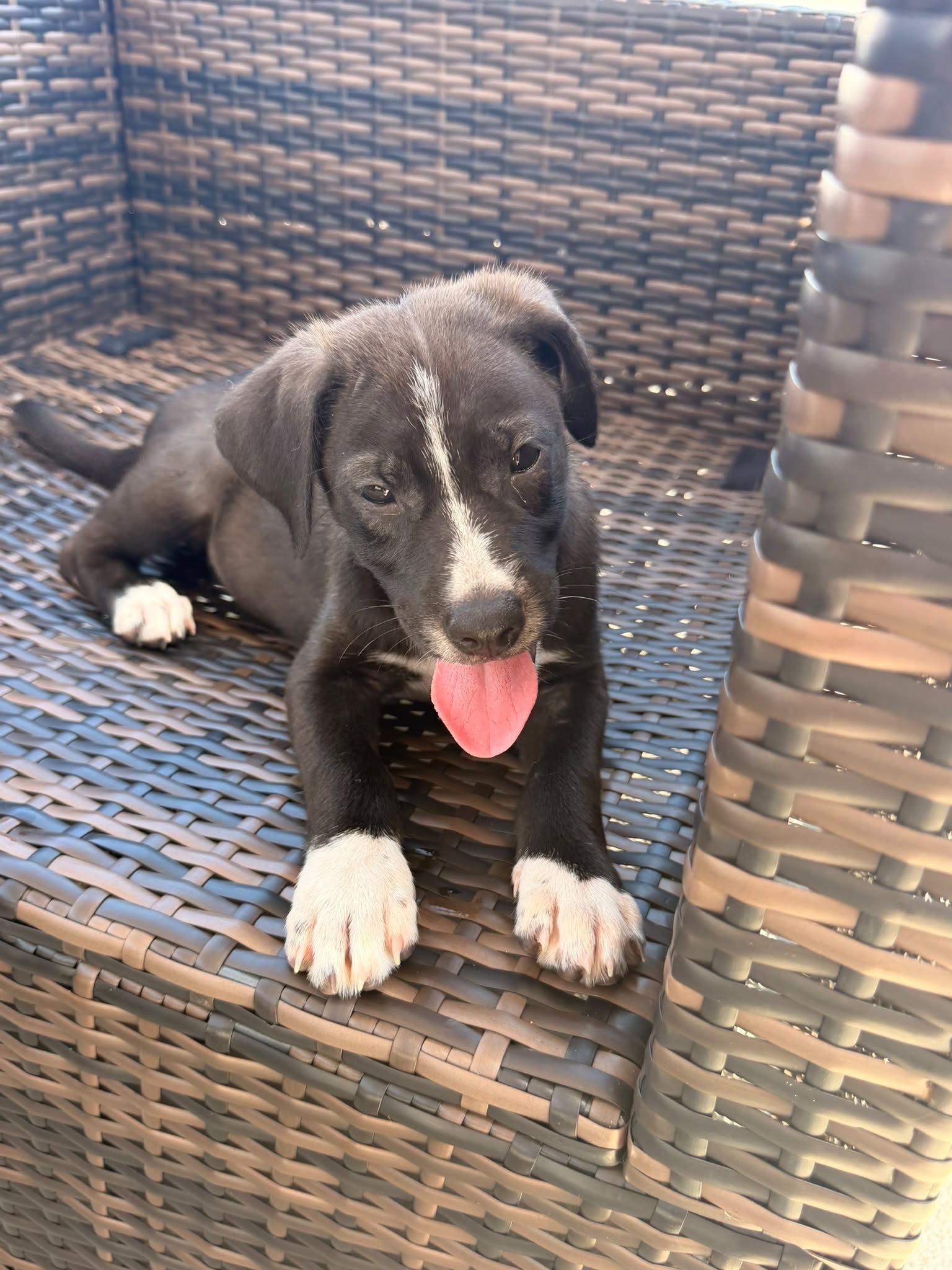 Laurel, Adoptable, Puppy Female Labrador Retriever.