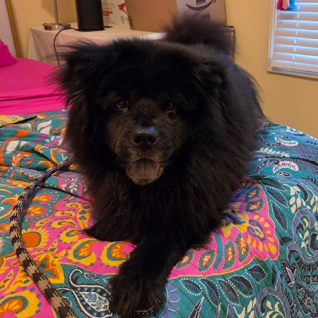 Lola, a Adoptable Chow Chow in Olathe, KS image 1/6