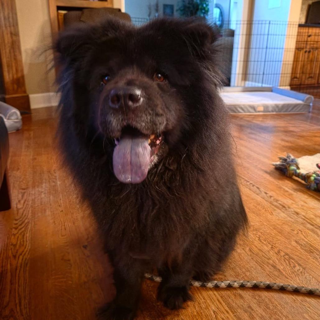 Lola, a Adoptable Chow Chow in Olathe, KS image 2/6