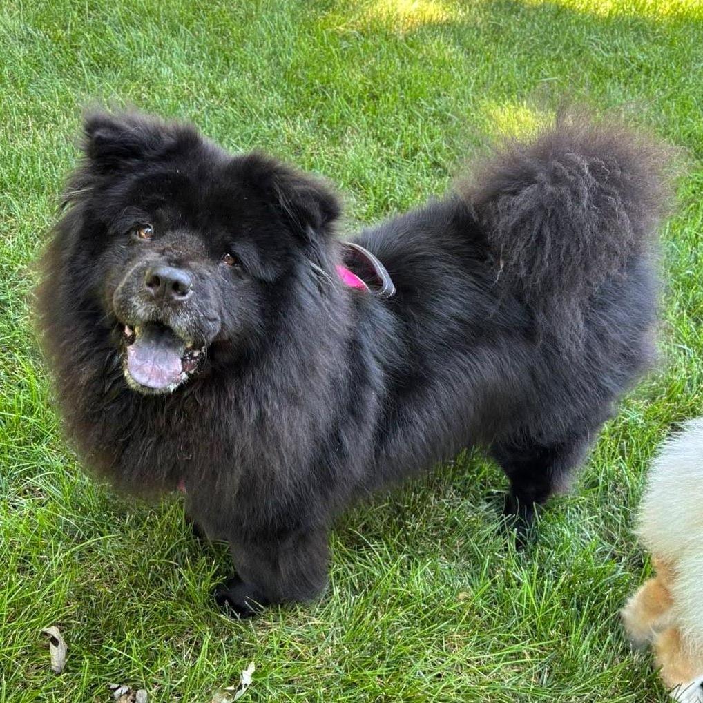 Lola, a Adoptable Chow Chow in Olathe, KS image 3/6