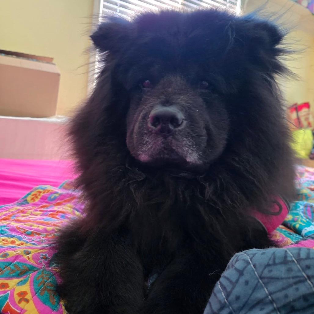 Lola, a Adoptable Chow Chow in Olathe, KS image 4/6