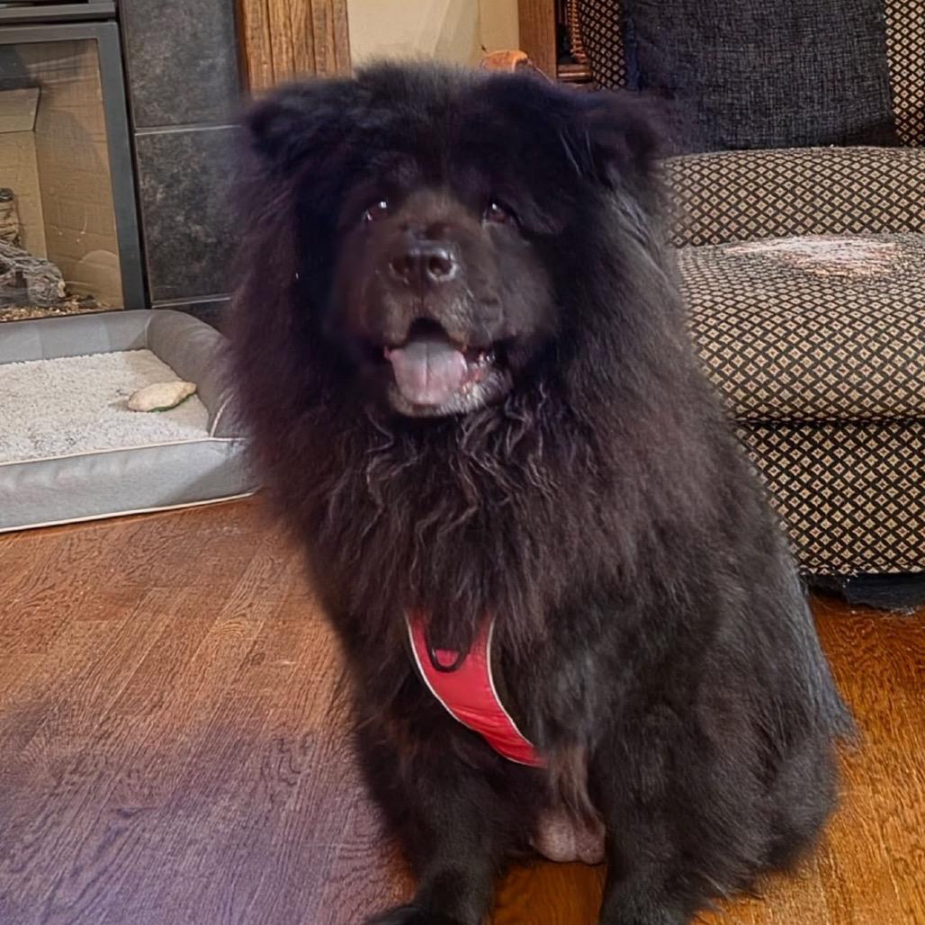 Lola, a Adoptable Chow Chow in Olathe, KS image 5/6