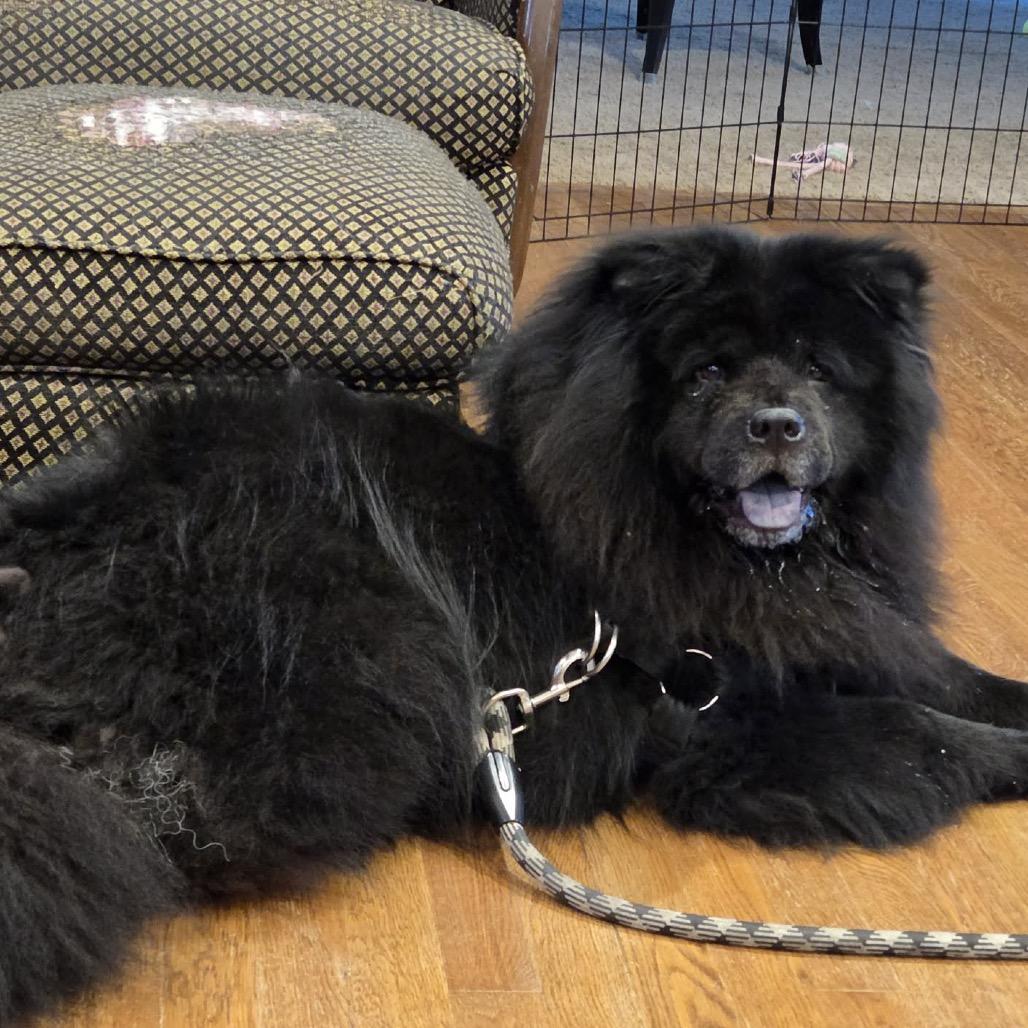 Lola, a Adoptable Chow Chow in Olathe, KS image 6/6