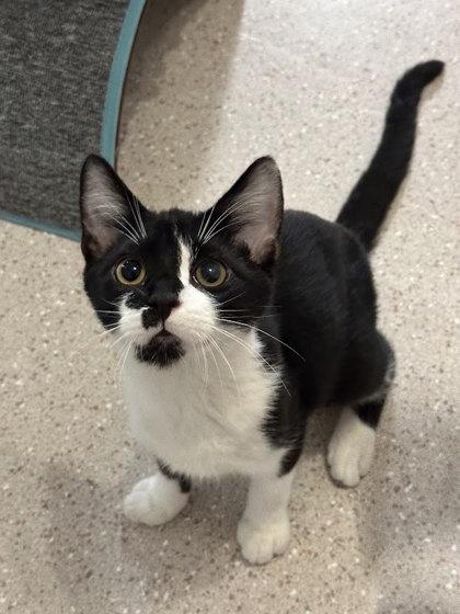 Stunky, Adoptable, Kitten Male Domestic Short Hair & Domestic Short Hair.