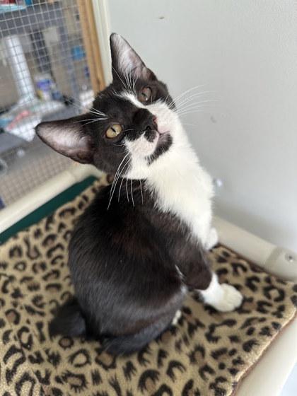 Enlarge Stunky, a Adoptable mixed breed in Winona, MN image 2/3