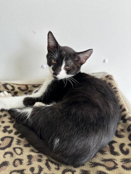 Enlarge Stunky, a Adoptable mixed breed in Winona, MN image 3/3