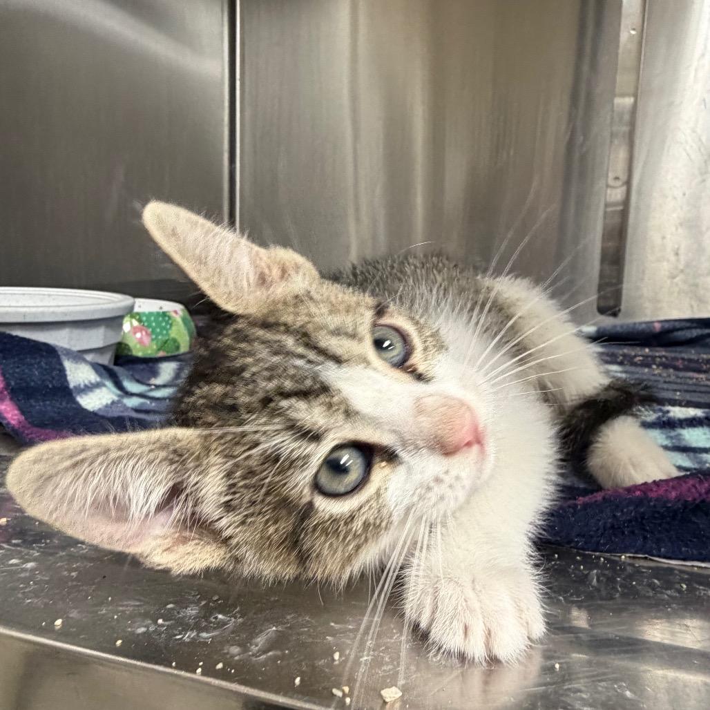 Enlarge Zooble, a Adoptable Domestic Short Hair in Bryan, TX image 1/2