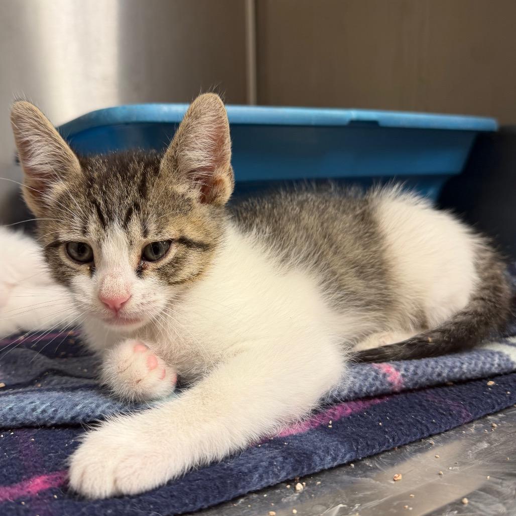 Enlarge Zooble, a Adoptable Domestic Short Hair in Bryan, TX image 2/2