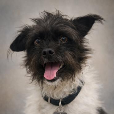 Badger — thumbnail 2