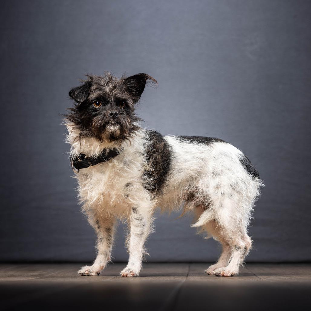 Badger — thumbnail 3