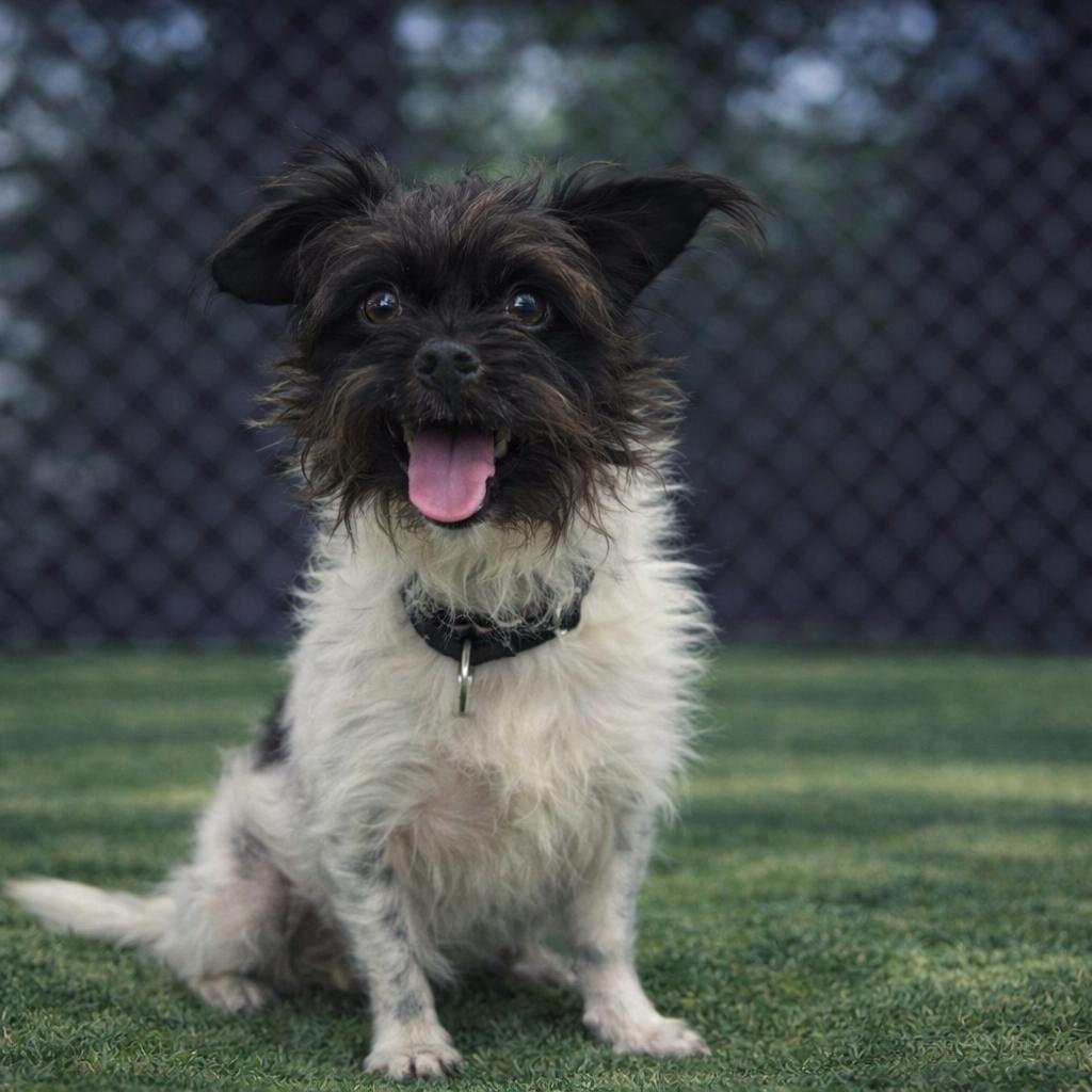 Badger — thumbnail 4