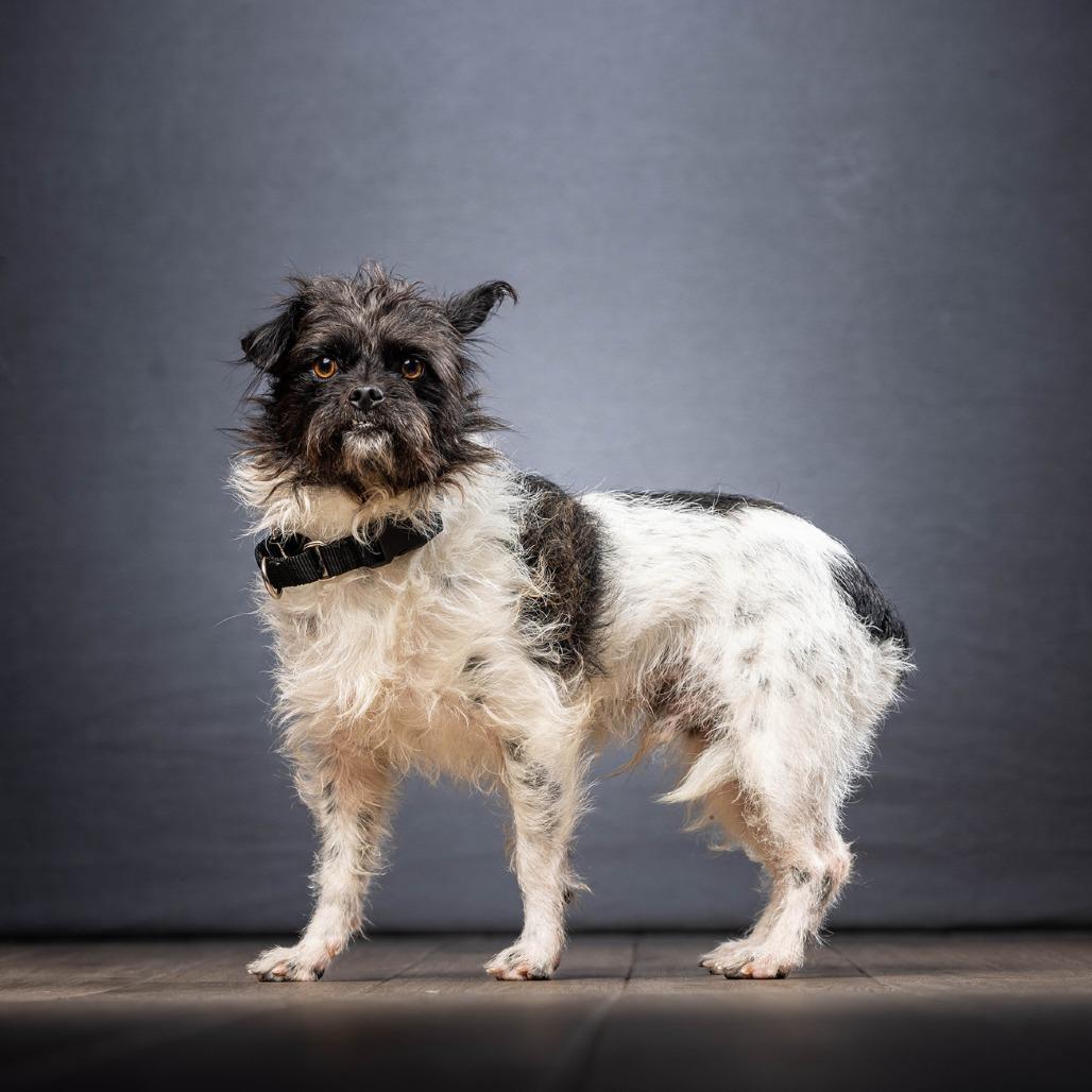 Badger — thumbnail 5