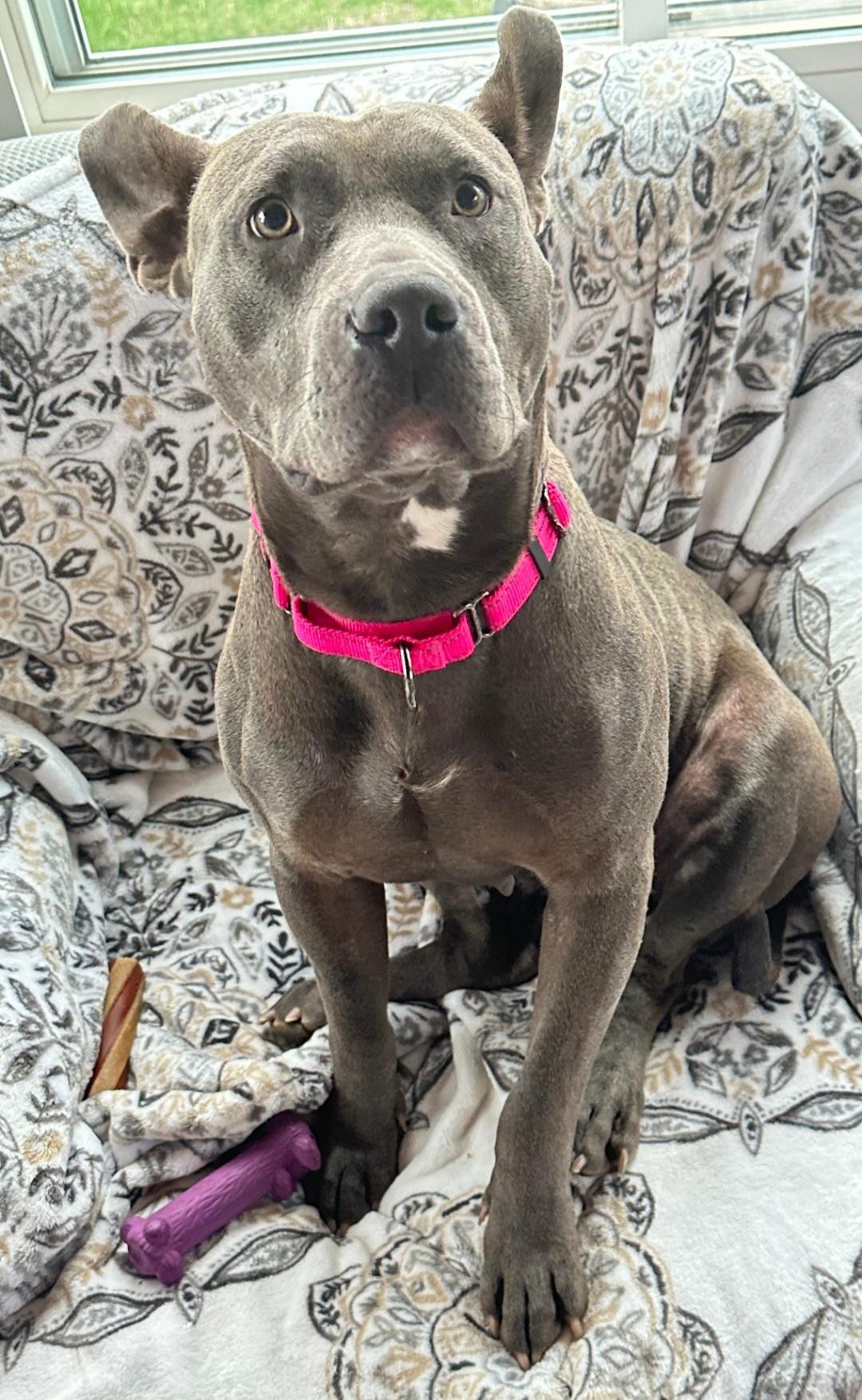 Enlarge Bonita, a Adoptable Pit Bull Terrier in merrillville, IN image 1/5
