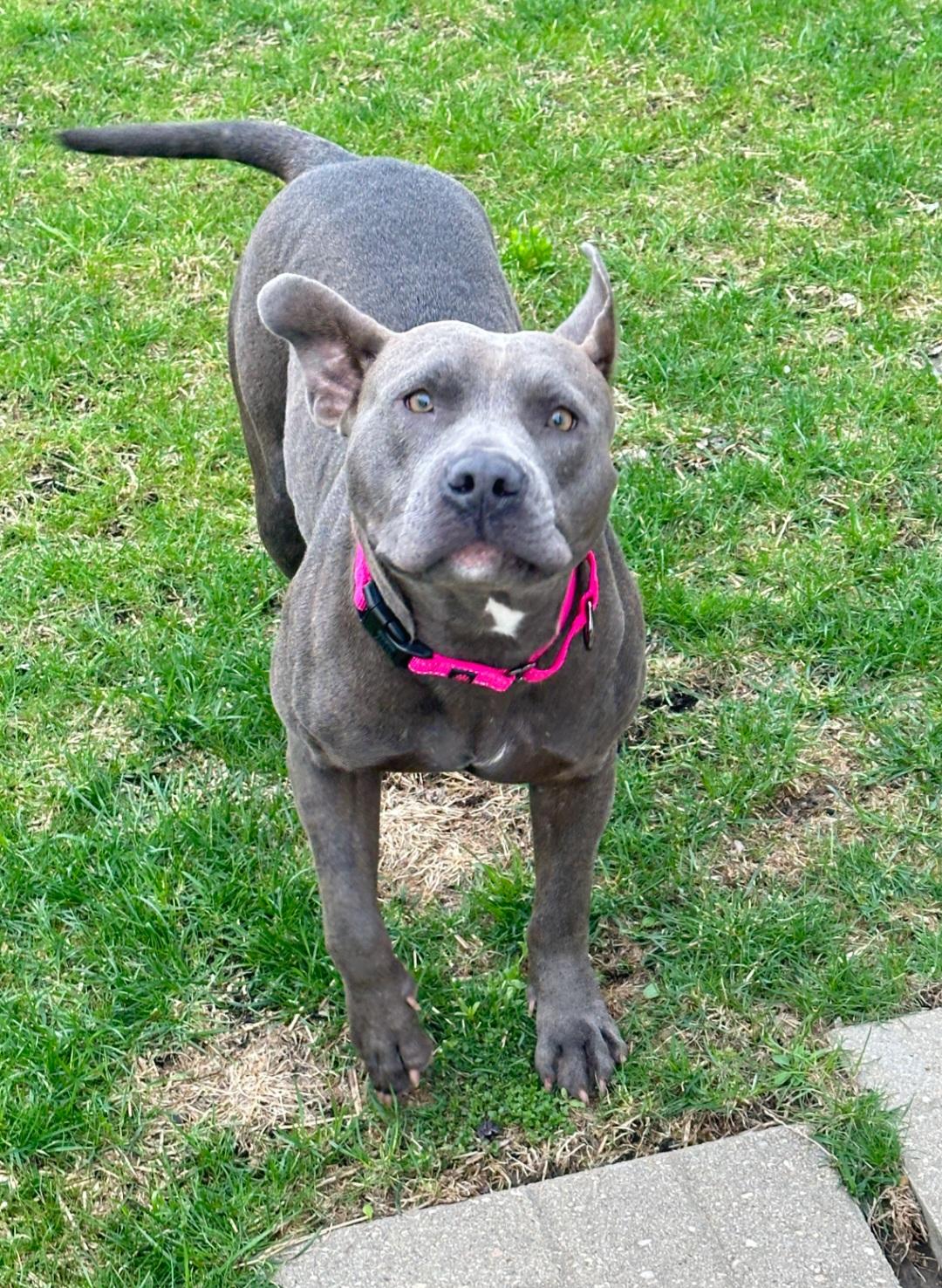 Enlarge Bonita, a Adoptable Pit Bull Terrier in merrillville, IN image 2/5