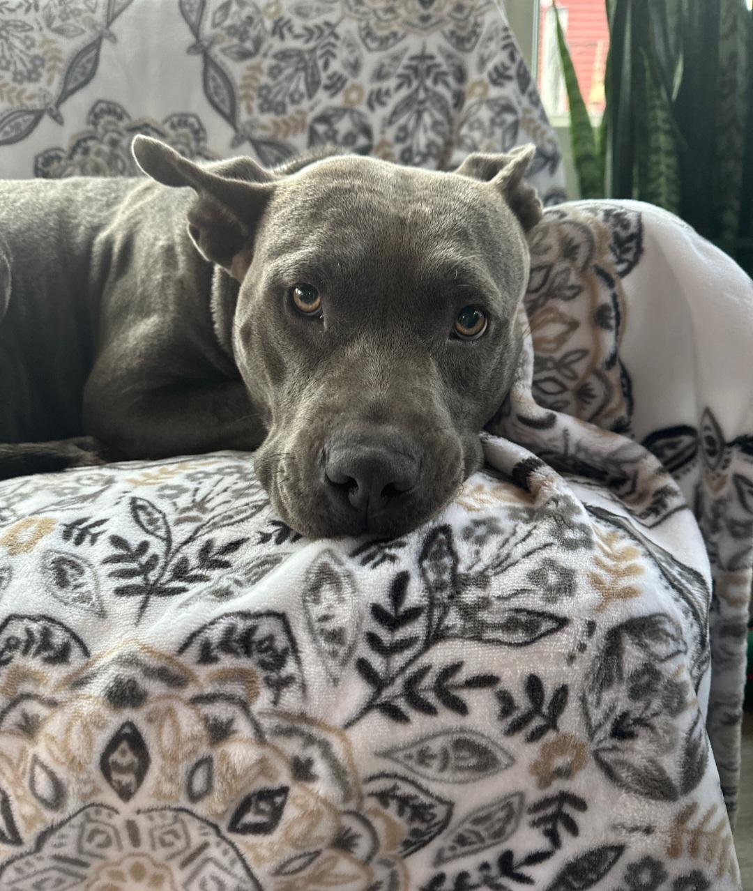 Enlarge Bonita, a Adoptable Pit Bull Terrier in merrillville, IN image 3/5