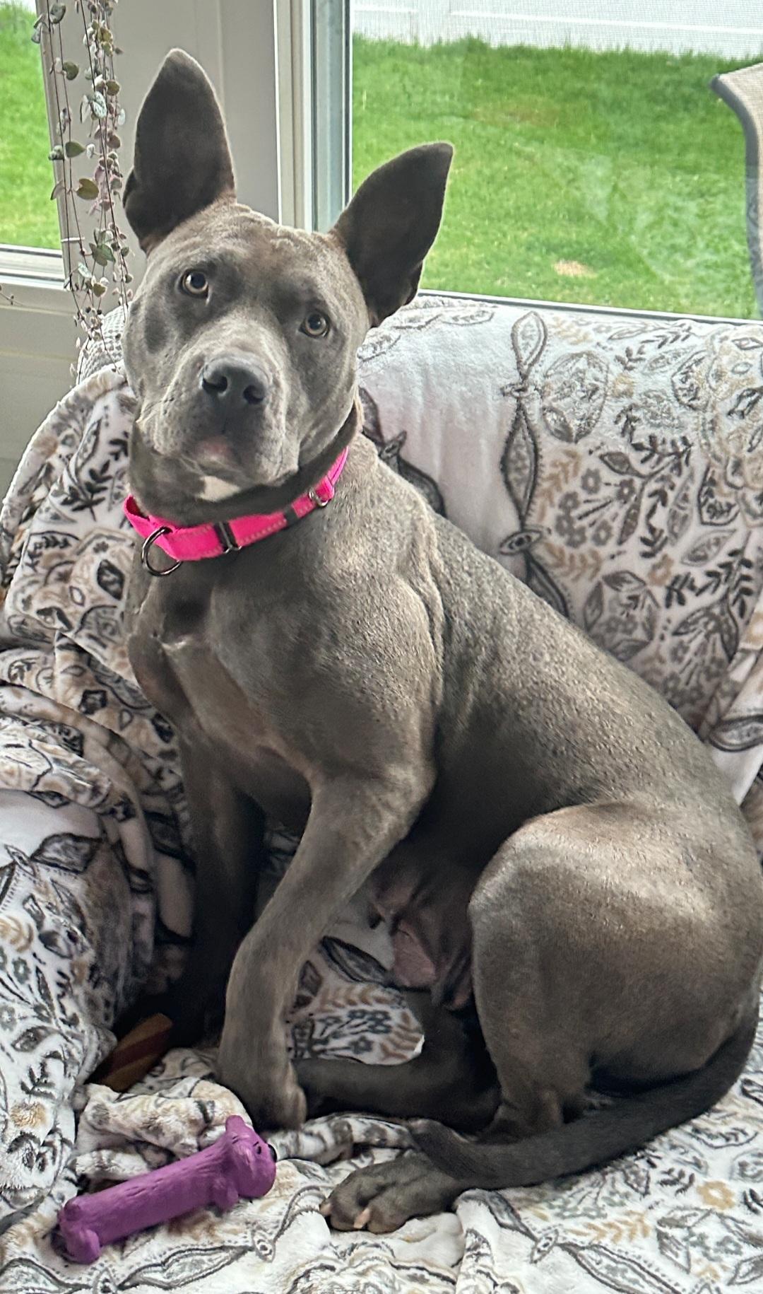 Enlarge Bonita, a Adoptable Pit Bull Terrier in merrillville, IN image 4/5