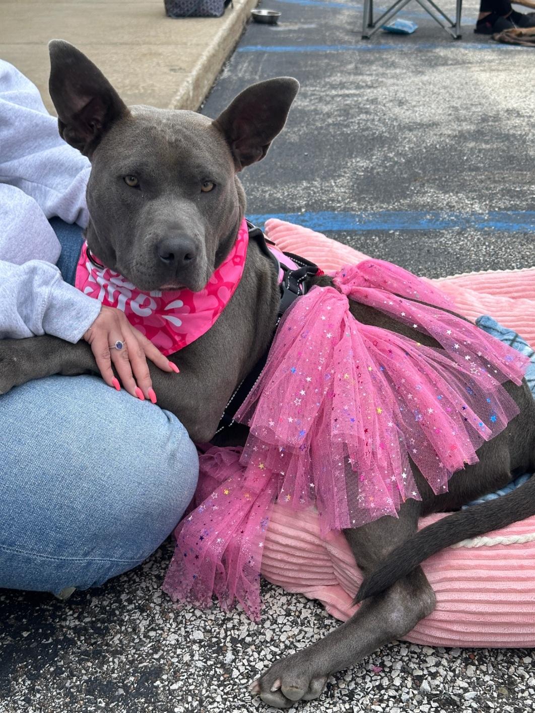 Enlarge Bonita, a Adoptable Pit Bull Terrier in merrillville, IN image 5/5