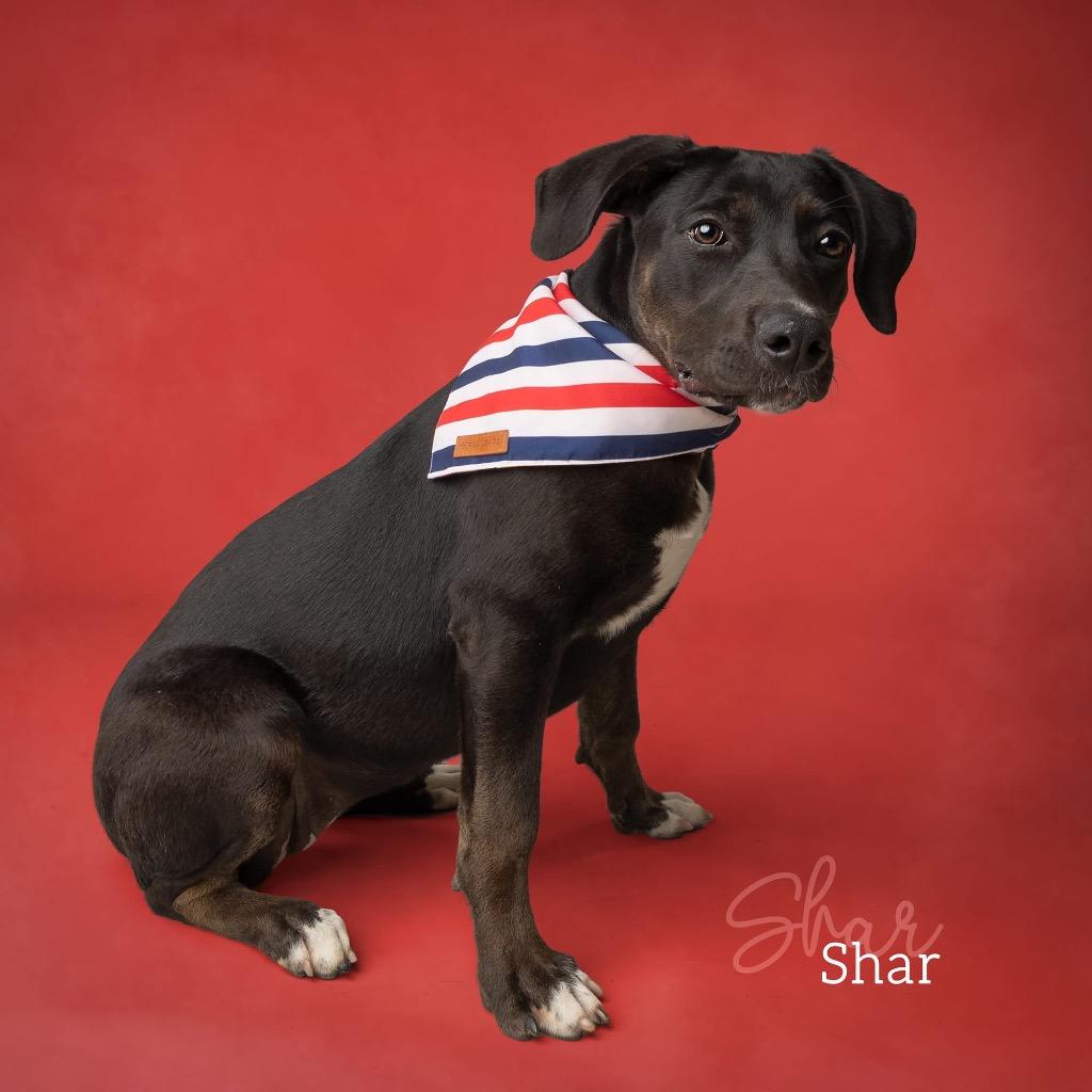 Shar, Adoptable, Puppy Female Labrador Retriever.