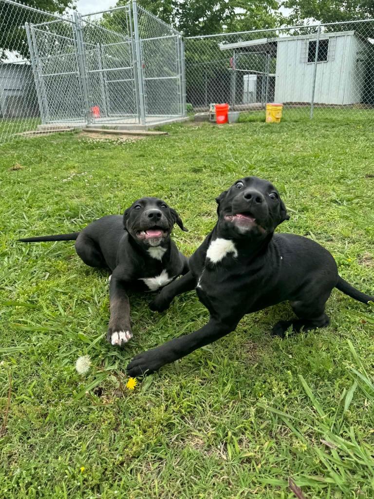 Shar, Adoptable, Puppy Female Labrador Retriever.