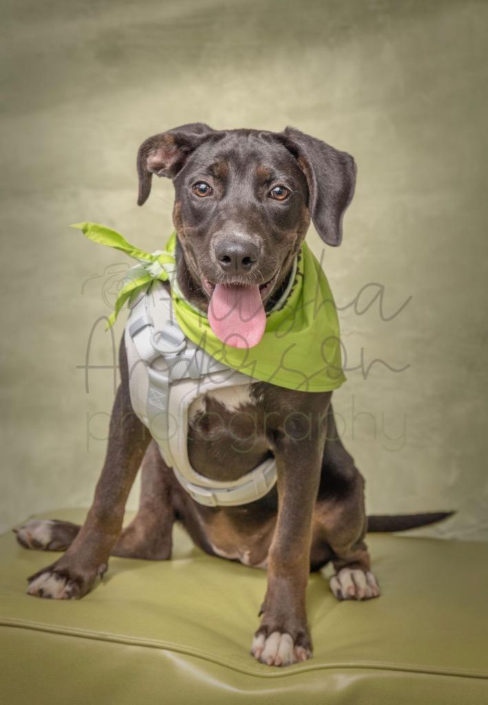 Shar, a Adoptable Labrador Retriever in Ada, OK image 2/4