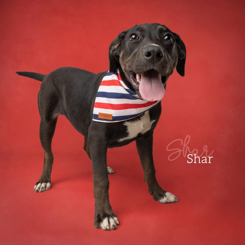 Shar, a Adoptable Labrador Retriever in Ada, OK image 3/5