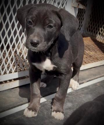 Enlarge Shar, a Adoptable Labrador Retriever in Ada, OK image 2/3