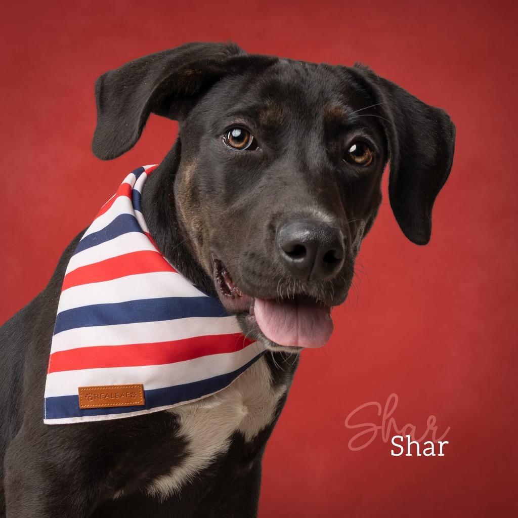 Shar, a Adoptable Labrador Retriever in Ada, OK image 4/5