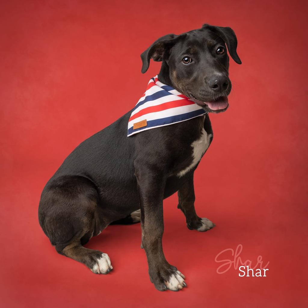 Shar, a Adoptable Labrador Retriever in Ada, OK image 5/5