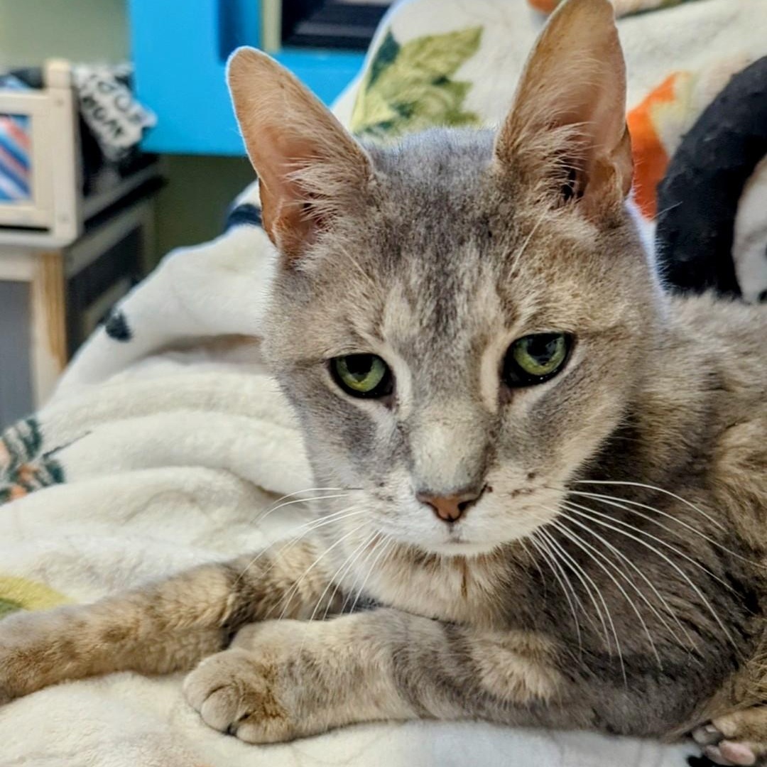 Hemi, Senior Male Extra-Toes Cat / Hemingway Polydactyl